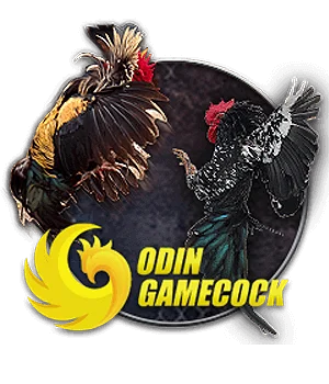 Nền tảng đá gà Odin Gamecock với trận đấu kịch tính tại ST666