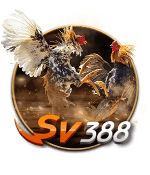 Đá gà SV388 với chiến kê mạnh mẽ và trận đấu hấp dẫn tại ST666